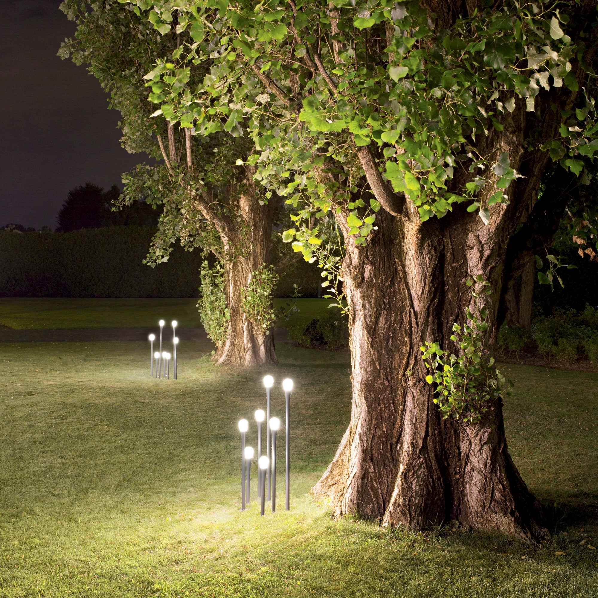 I-DROP-P33_P53_P73-ANT_A